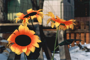 aurinko22.jpg (23041 bytes)