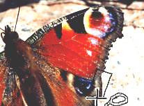 controls9.jpg (8735 bytes)